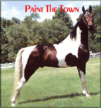 Tennessee Walking Horse- Paint's Cotton Extended Pedigree Analysis